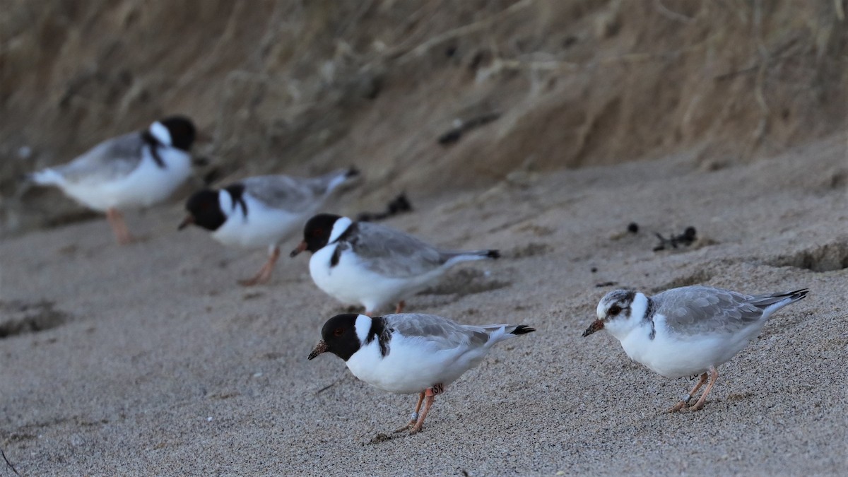 Hooded Plover - ML596941981