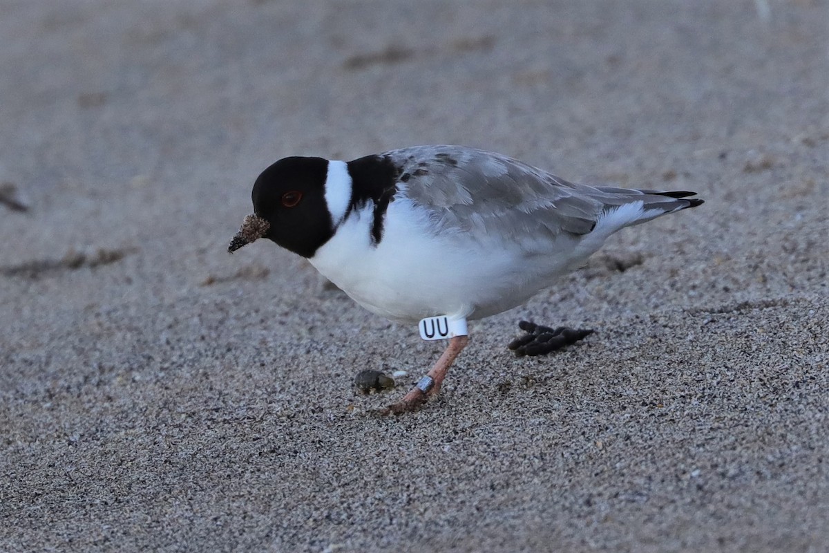 Hooded Plover - @ mg_birds