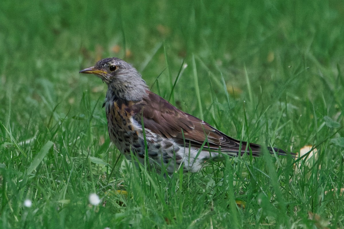 Fieldfare - ML596943171