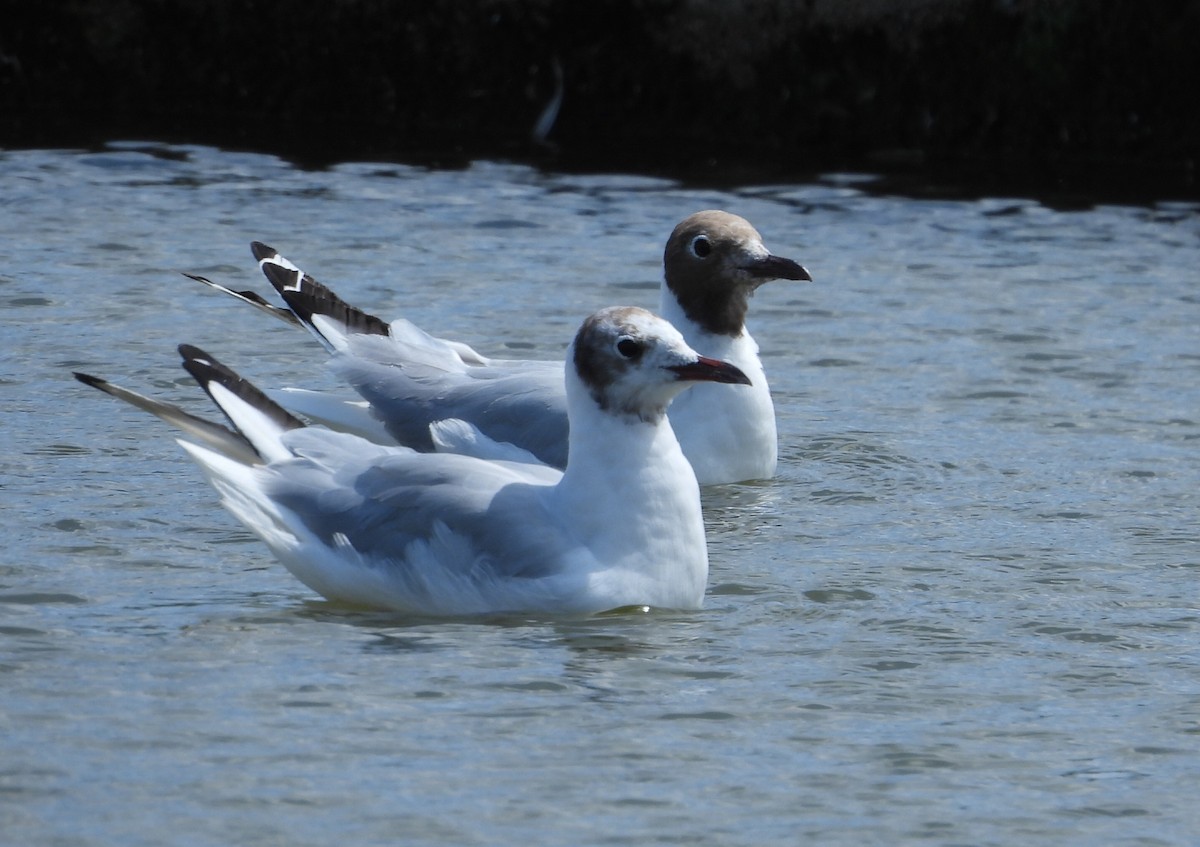 Mouette rieuse - ML596943261