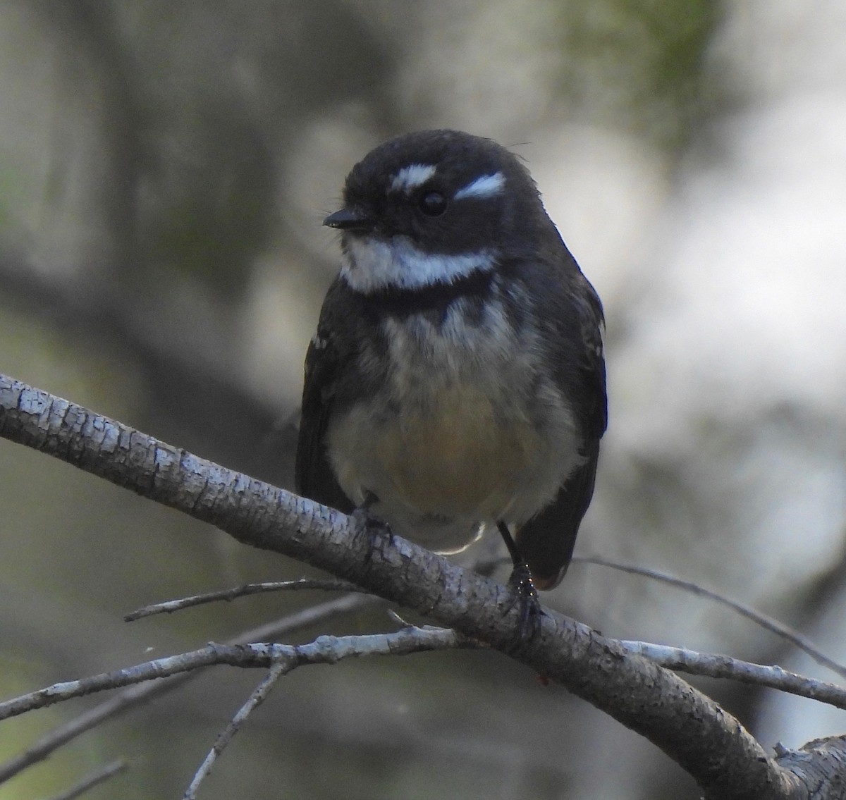 Gray Fantail - ML596944121