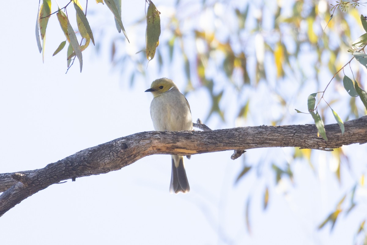 White-plumed Honeyeater - ML596944431