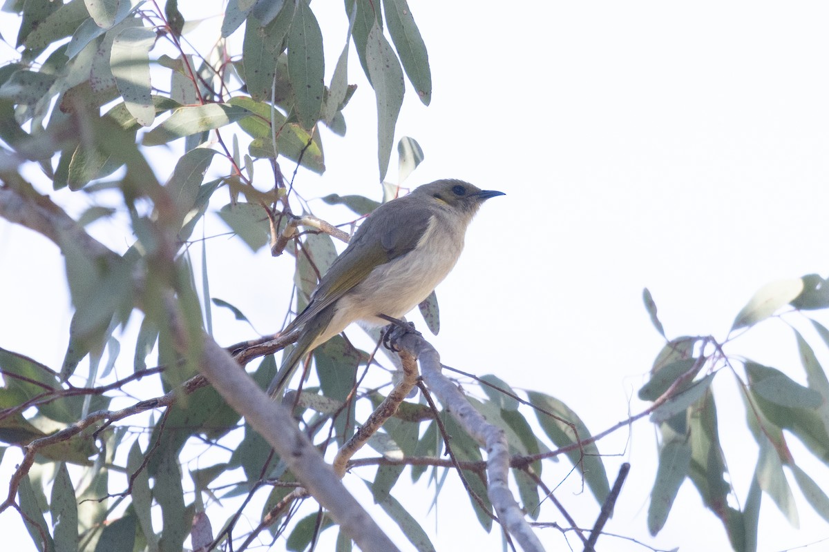 Fuscous Honeyeater - ML596944441