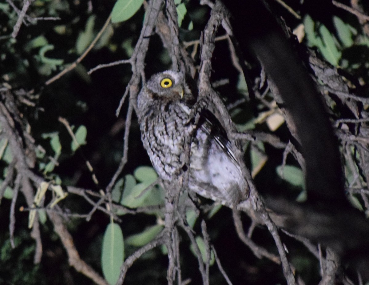 Whiskered Screech-Owl - ML596944521