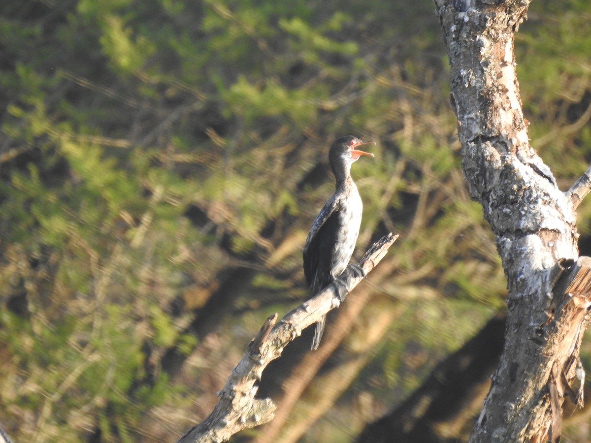 Long-tailed Cormorant - Pedro Beja