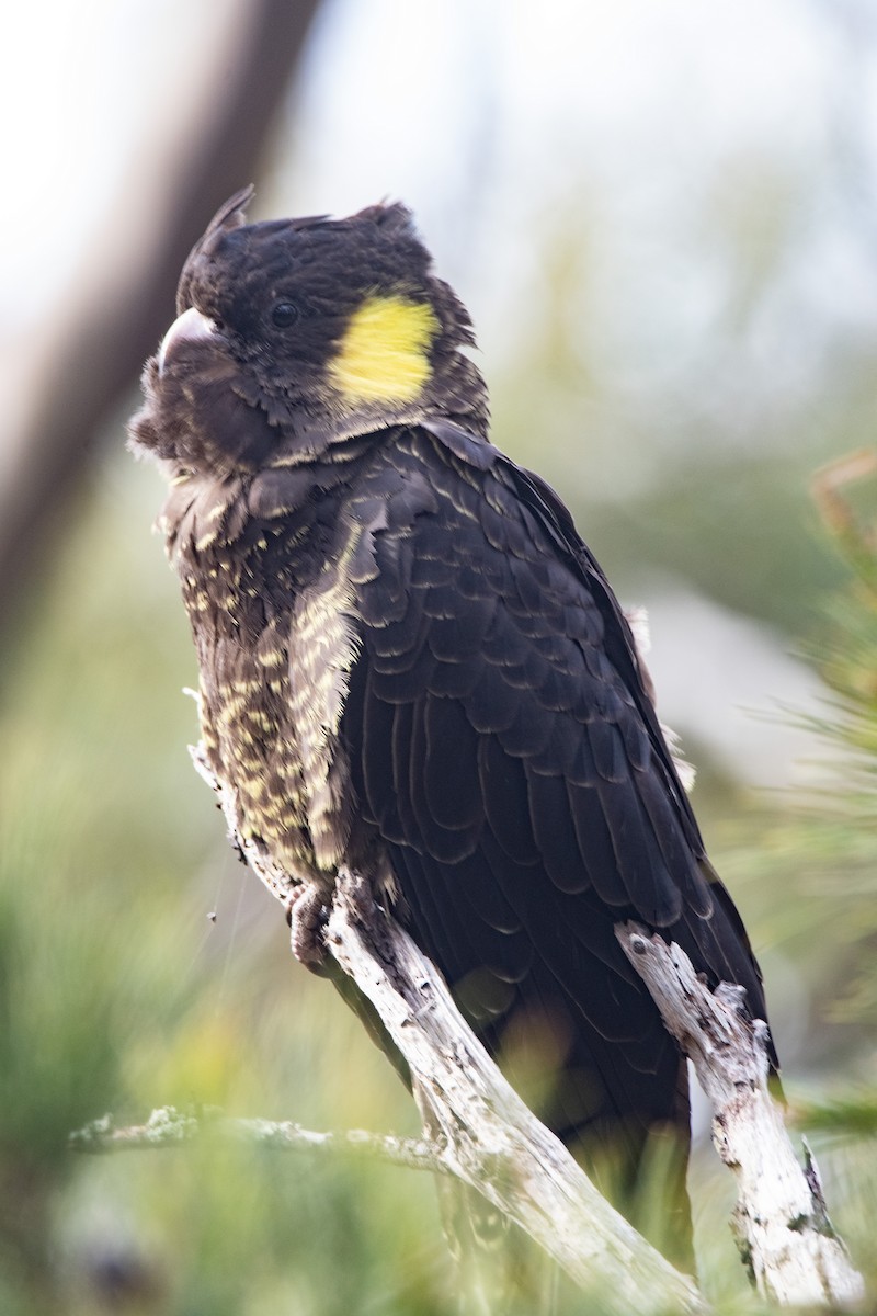 Cacatúa Fúnebre Coliamarilla - ML596945801