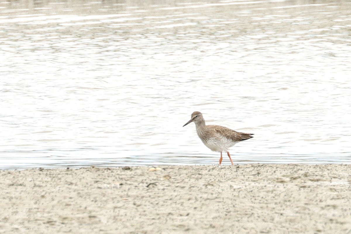 Common Redshank - ML596945981