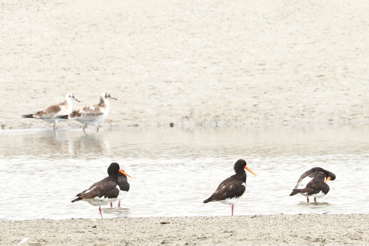 Eurasian Oystercatcher - ML596946051