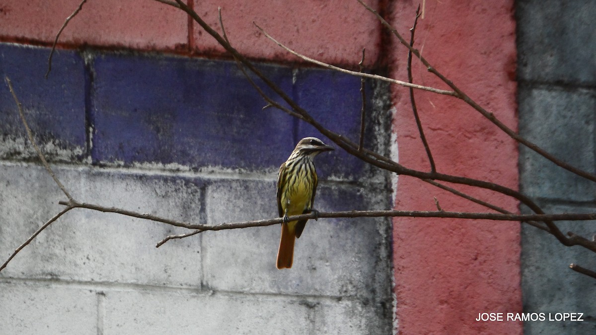 Sulphur-bellied Flycatcher - Jose Ramos