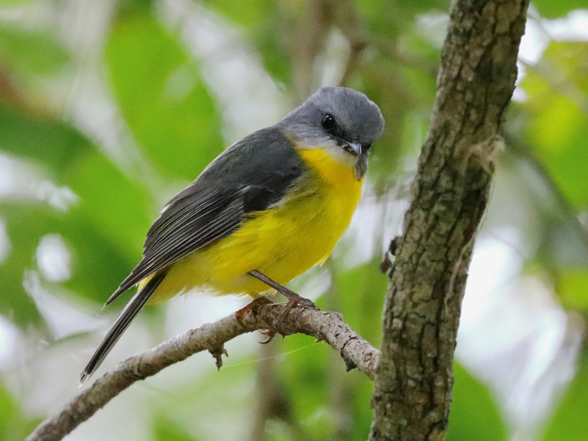 Eastern Yellow Robin - ML596949191