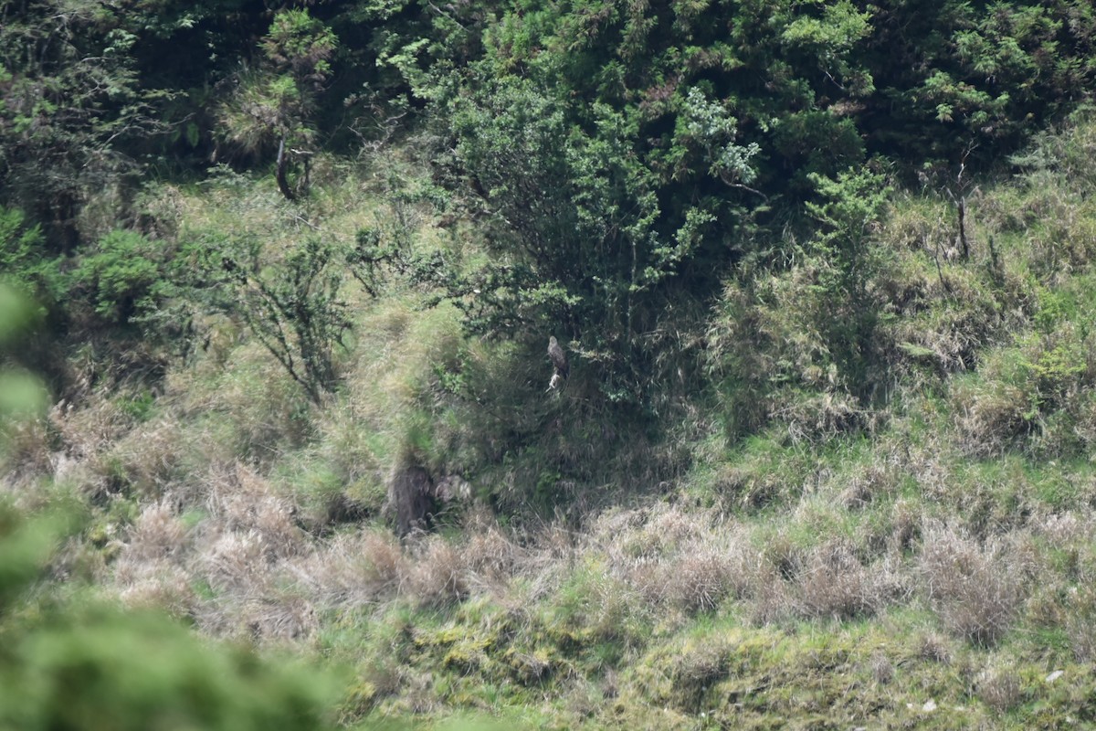 White-tailed Eagle - ML596950101