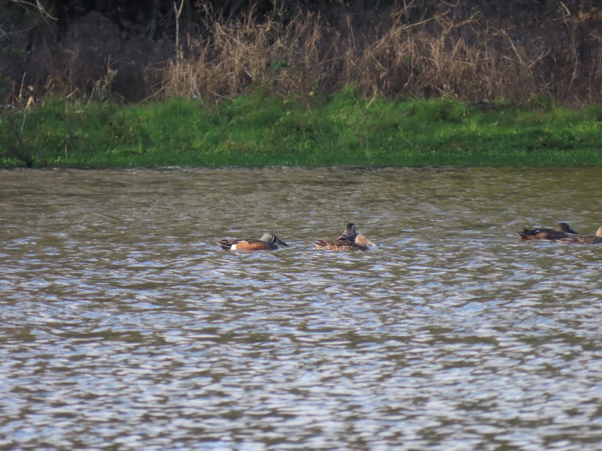 Australasian Shoveler - ML596953321