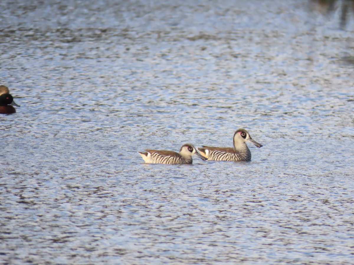 Pink-eared Duck - ML596953431