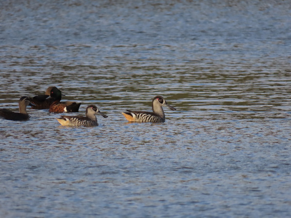 Pink-eared Duck - ML596953461