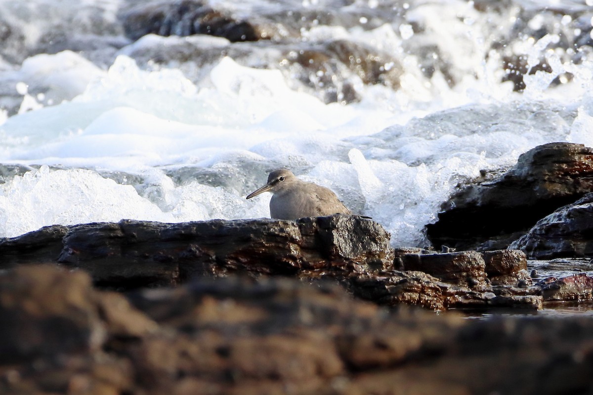 Wandering Tattler - ML596953481