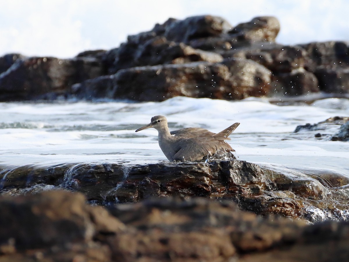 Wandering Tattler - ML596953491