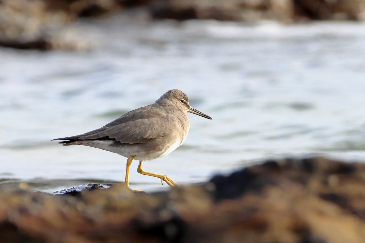 Wandering Tattler - ML596953501