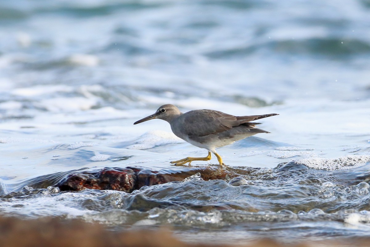 Wandering Tattler - ML596953511