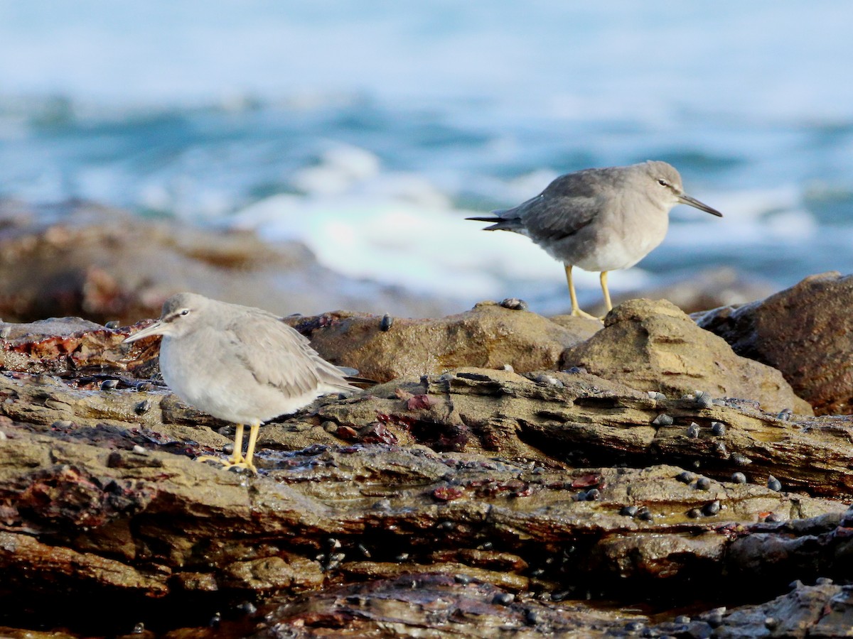 Wandering Tattler - ML596953521