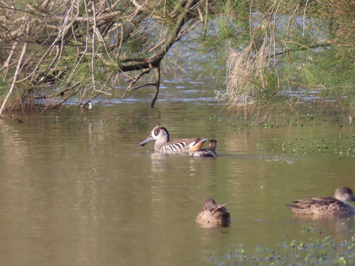 Pink-eared Duck - Jemaine Mulcahy