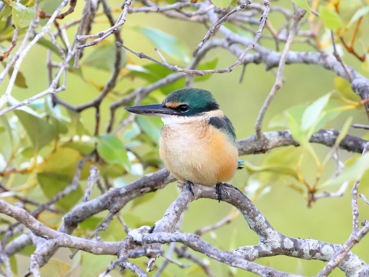 Sacred Kingfisher - ML596953561