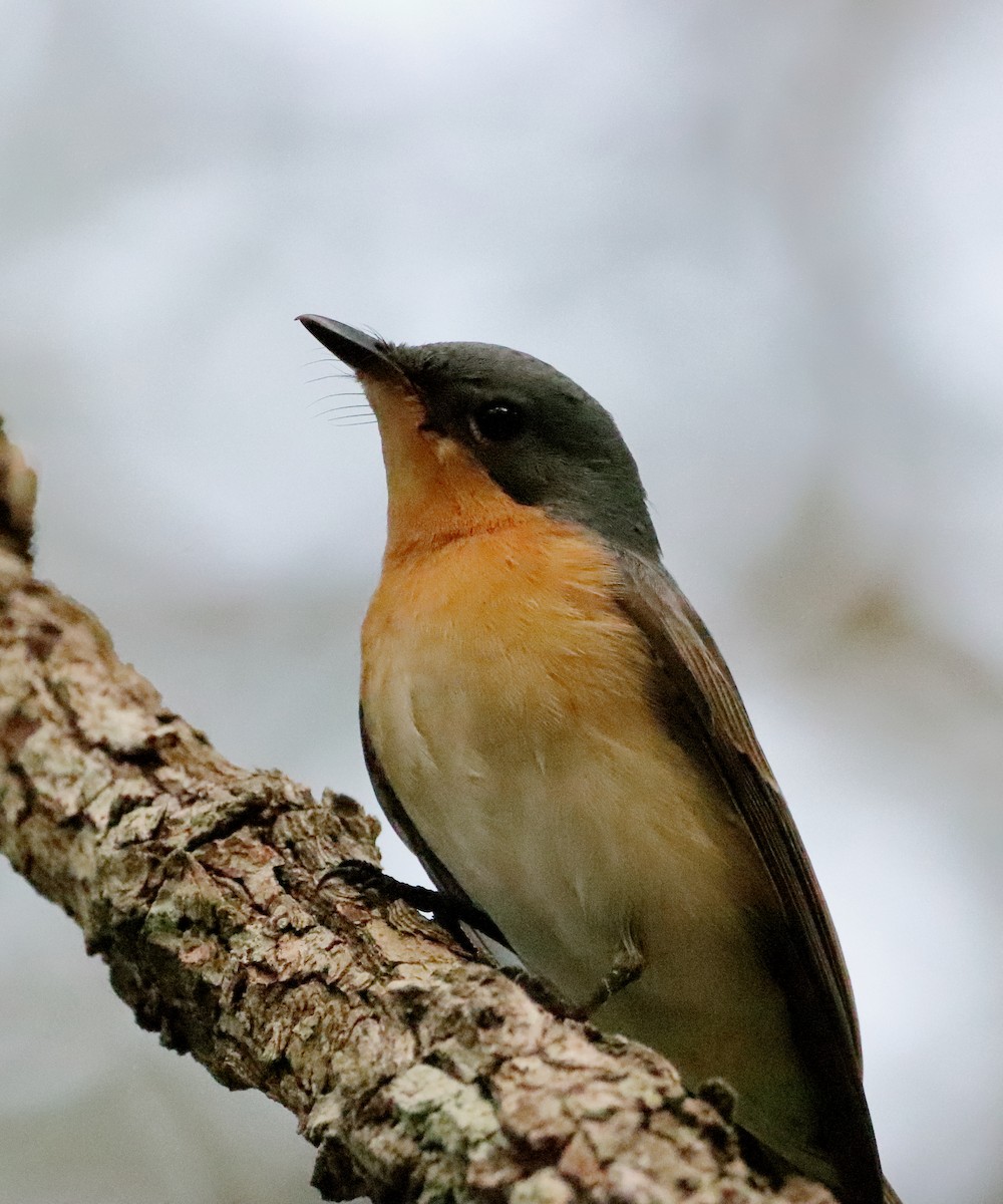 Leaden Flycatcher - ML596953571