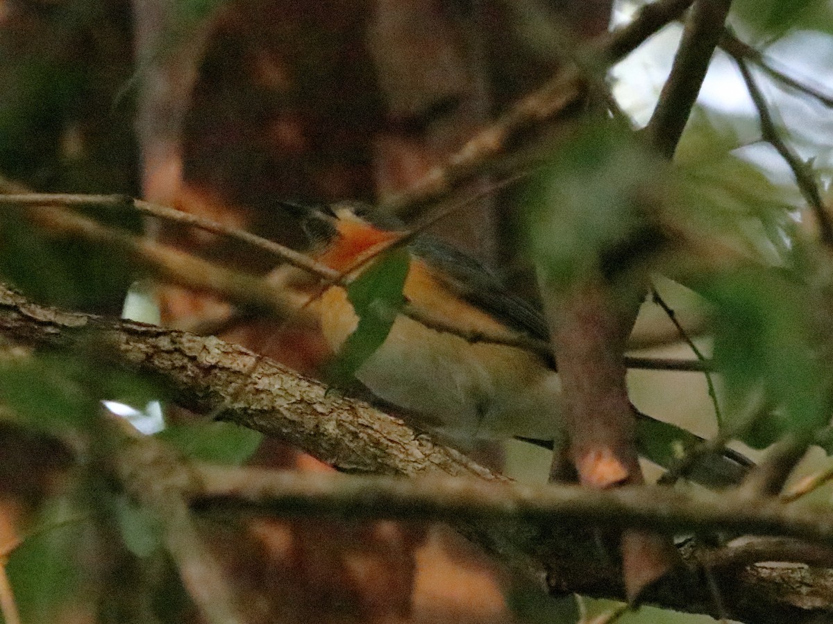 Spectacled Monarch - ML596953601