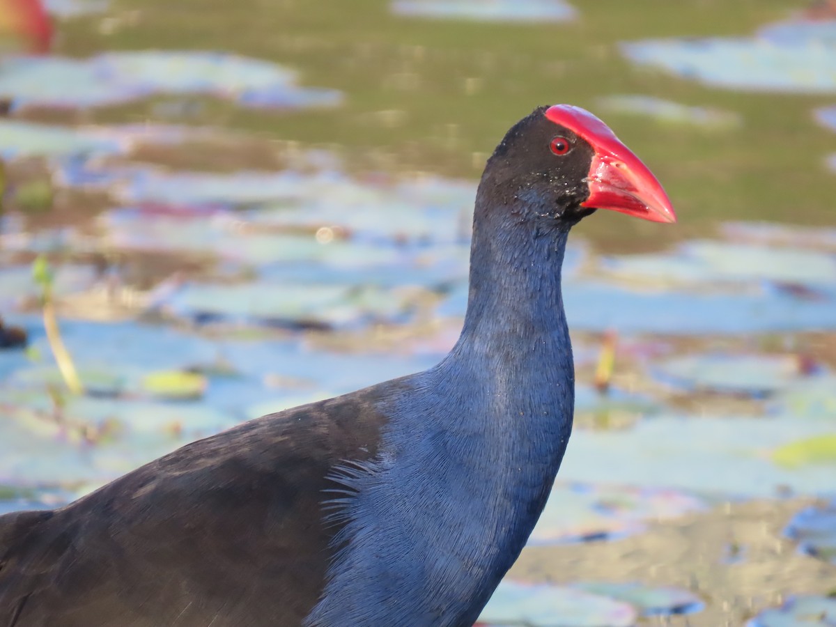 Australasian Swamphen - Jemaine Mulcahy