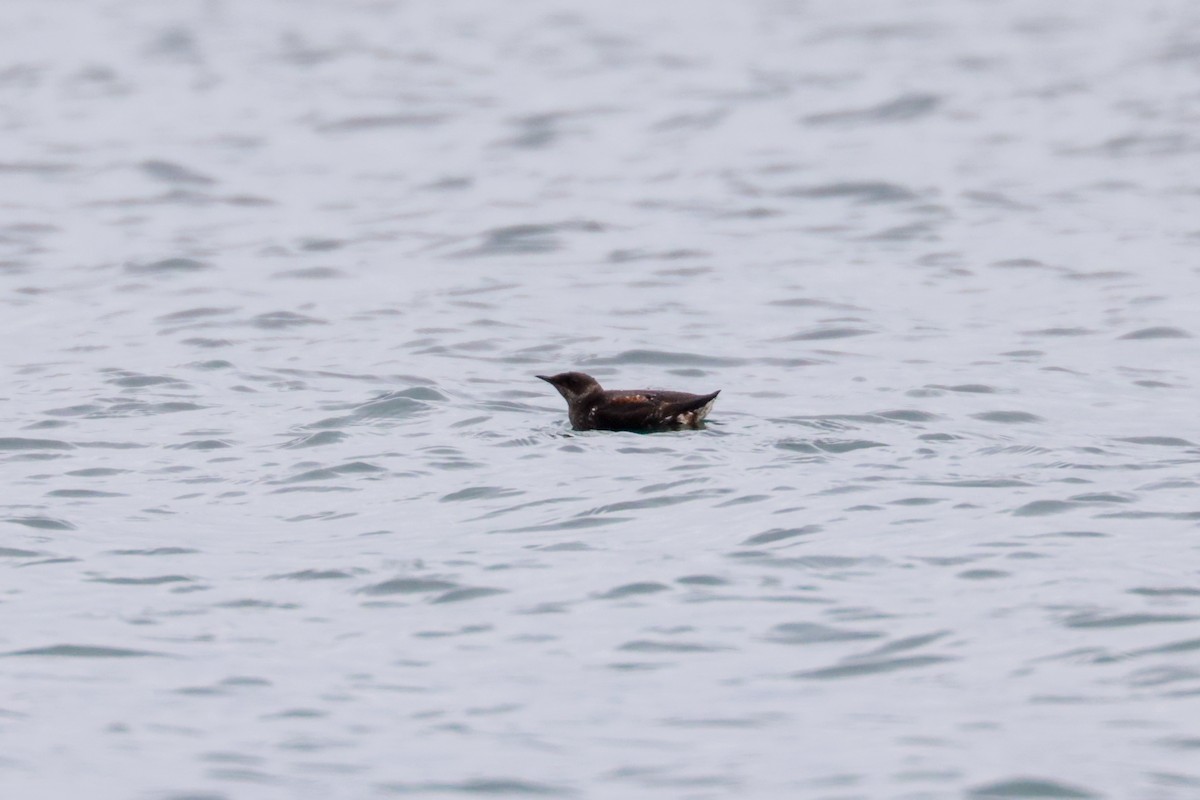 Guillemot marbré - ML596954531