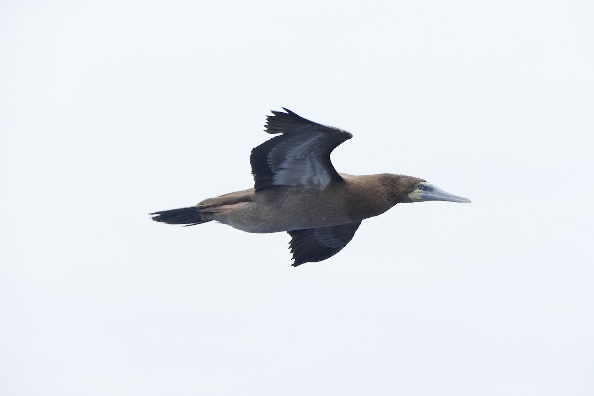 Brown Booby - ML596954761