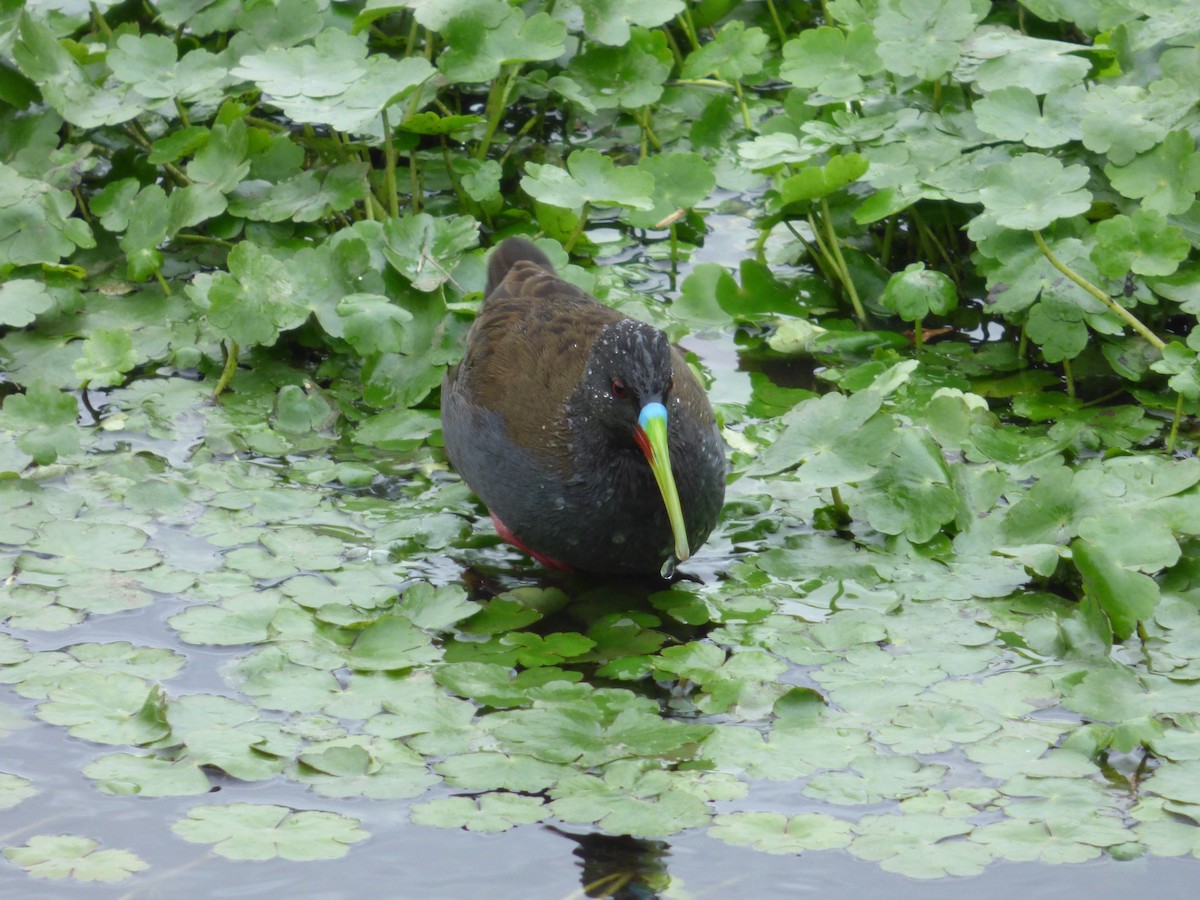 Plumbeous Rail - Ewan Pritchard