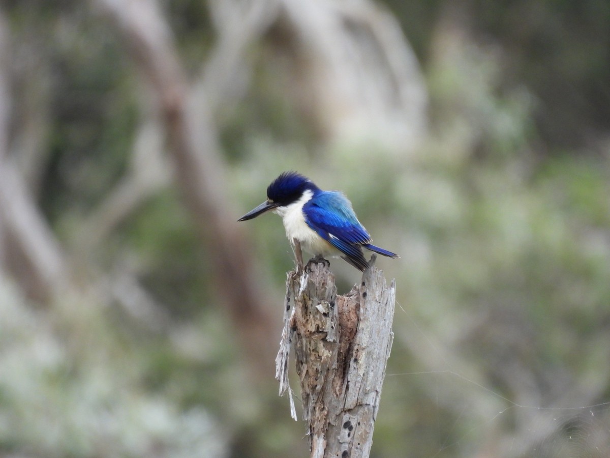 Forest Kingfisher - ML596955541