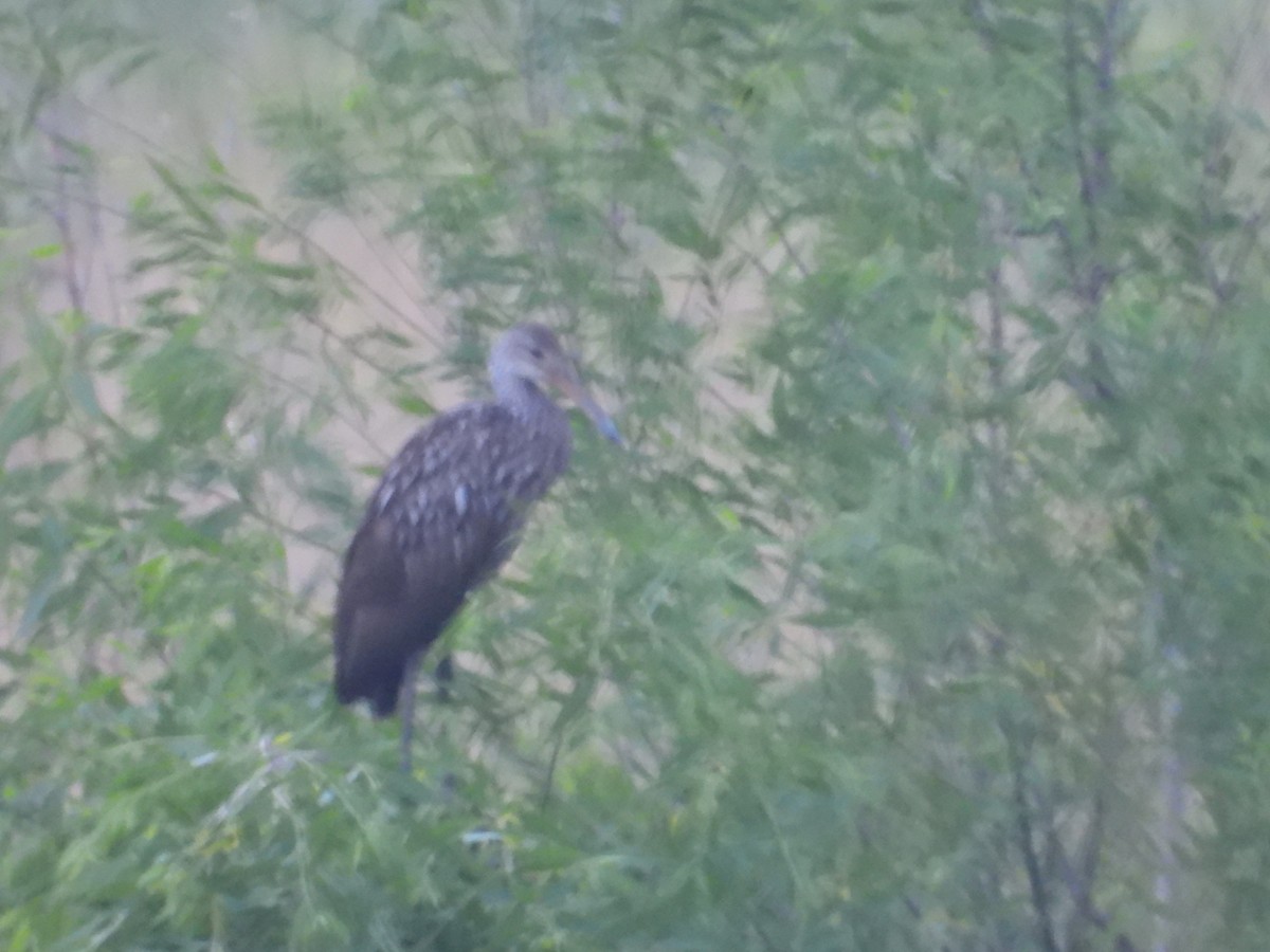 Limpkin - ML596956631