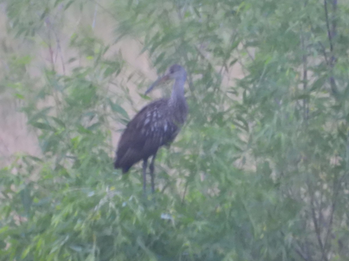 Limpkin - ML596956701