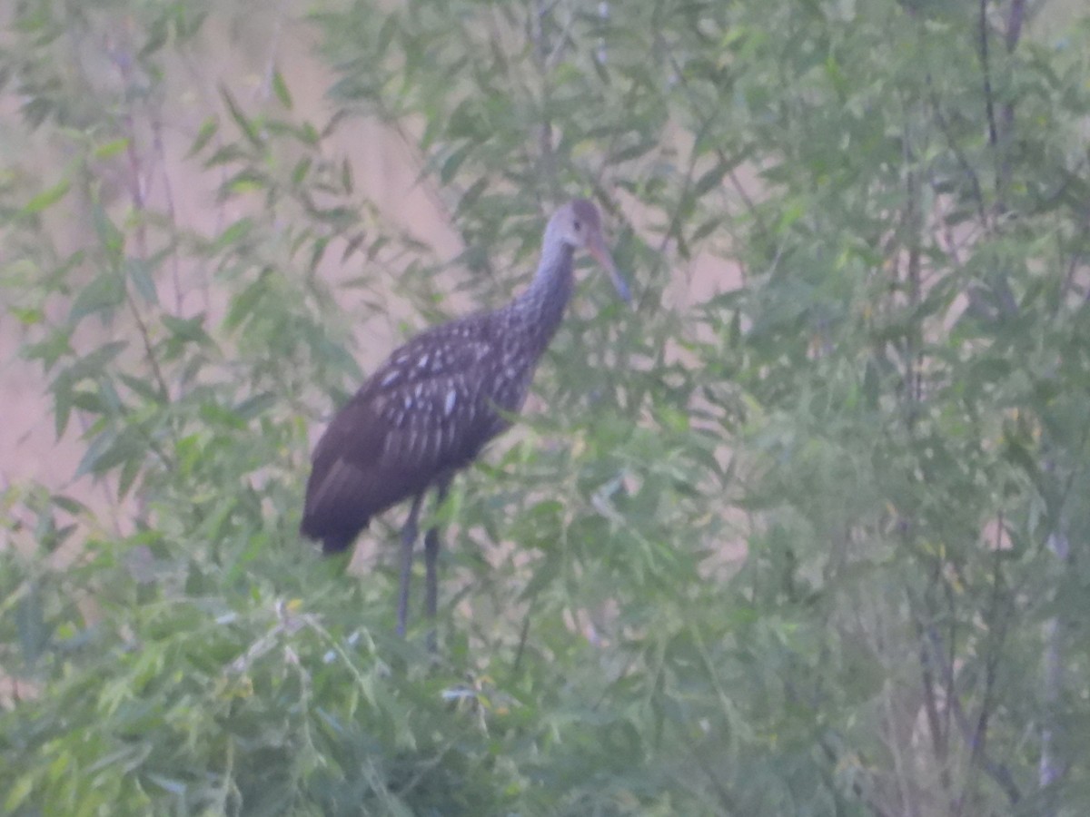 Limpkin - ML596956751