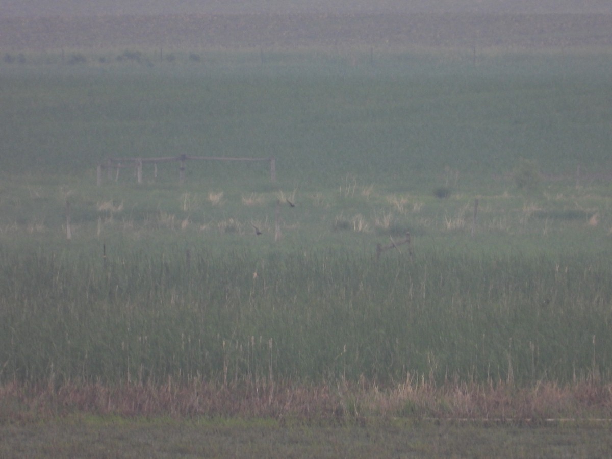 Black Tern - ML596956951