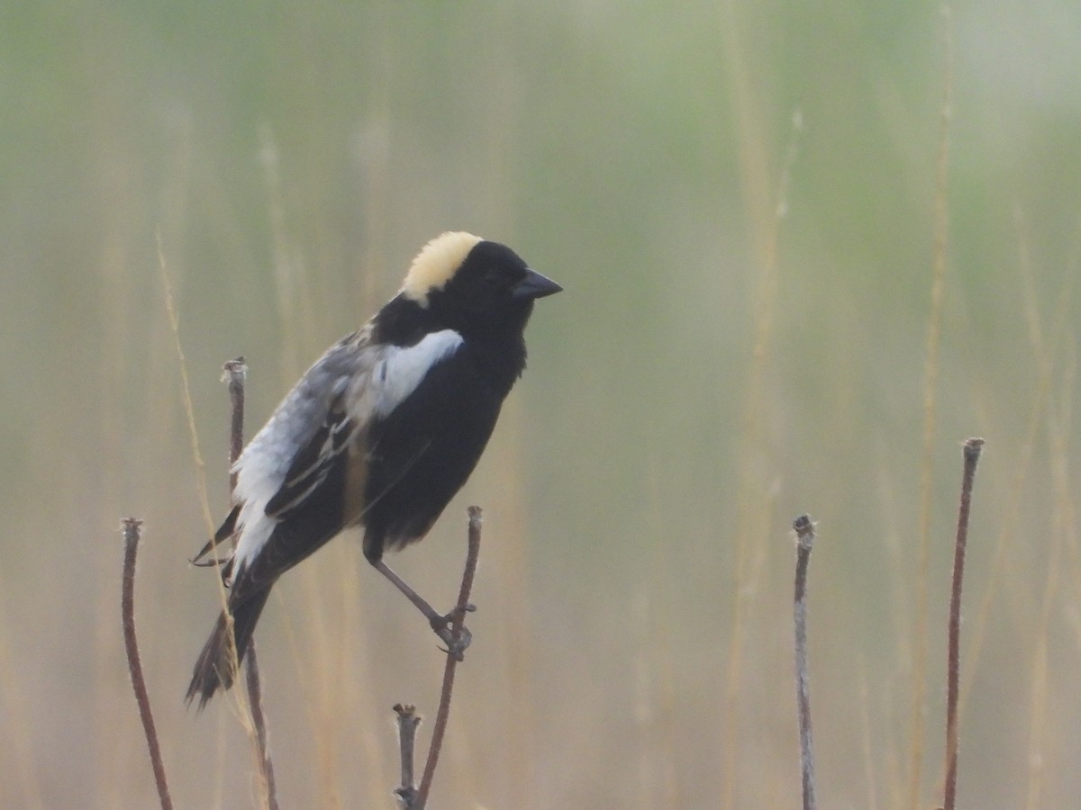 Bobolink - ML596956971
