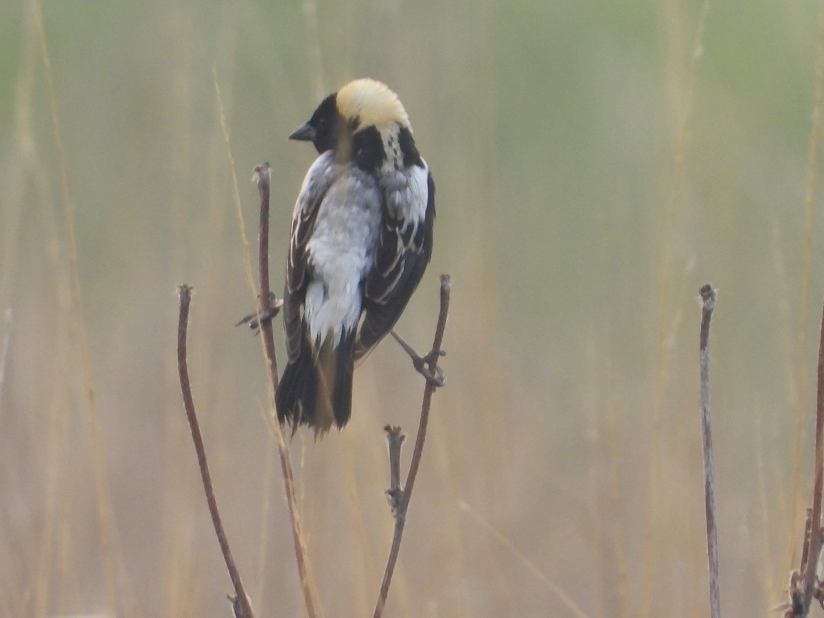 Bobolink - ML596956981