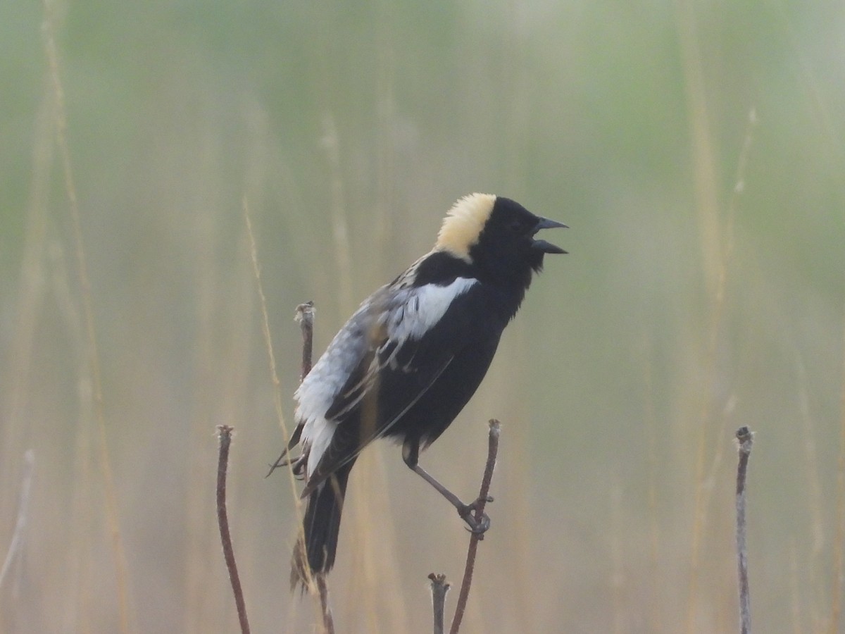 Bobolink - ML596957031