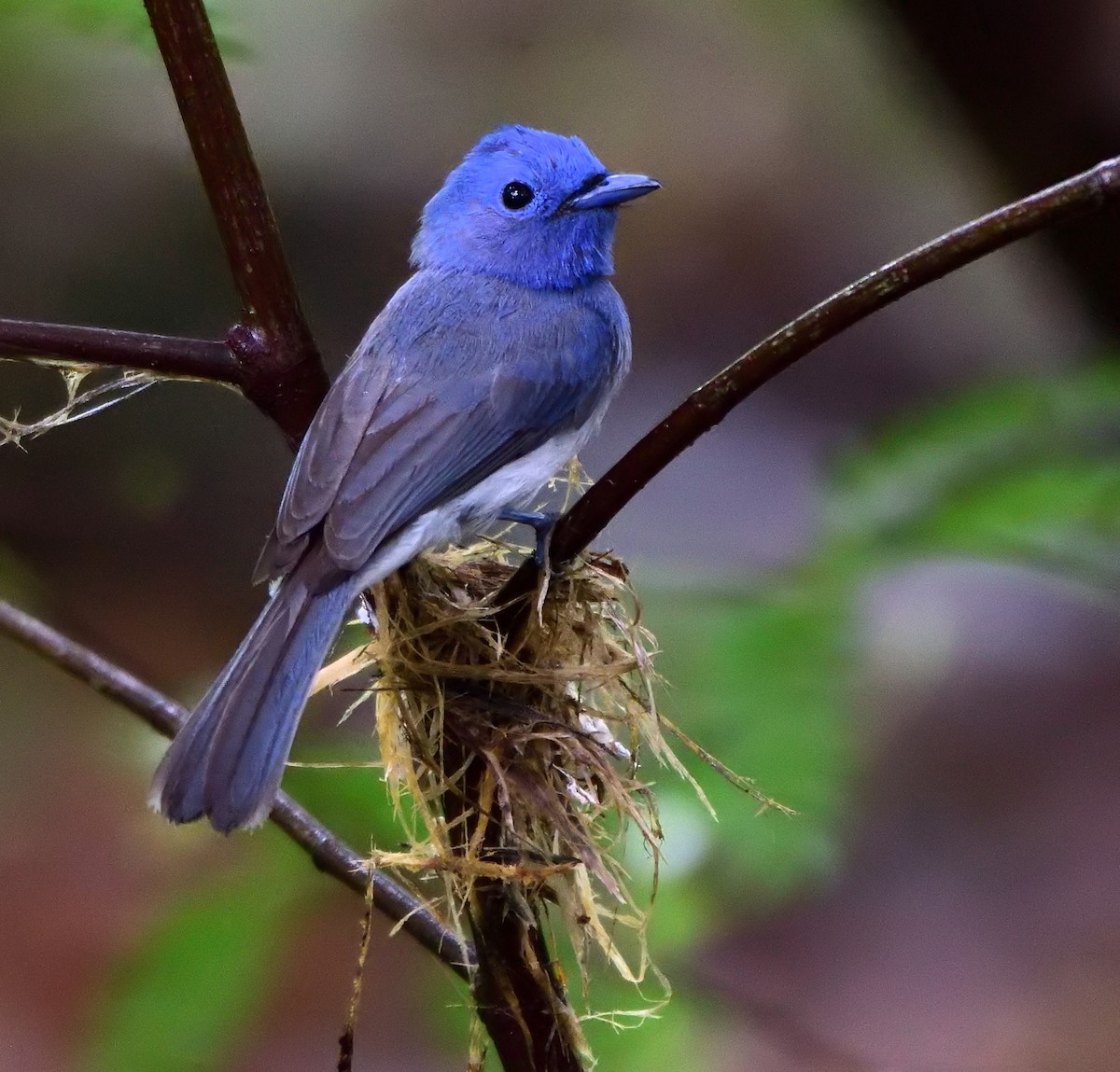 Black-naped Monarch - ML596957131