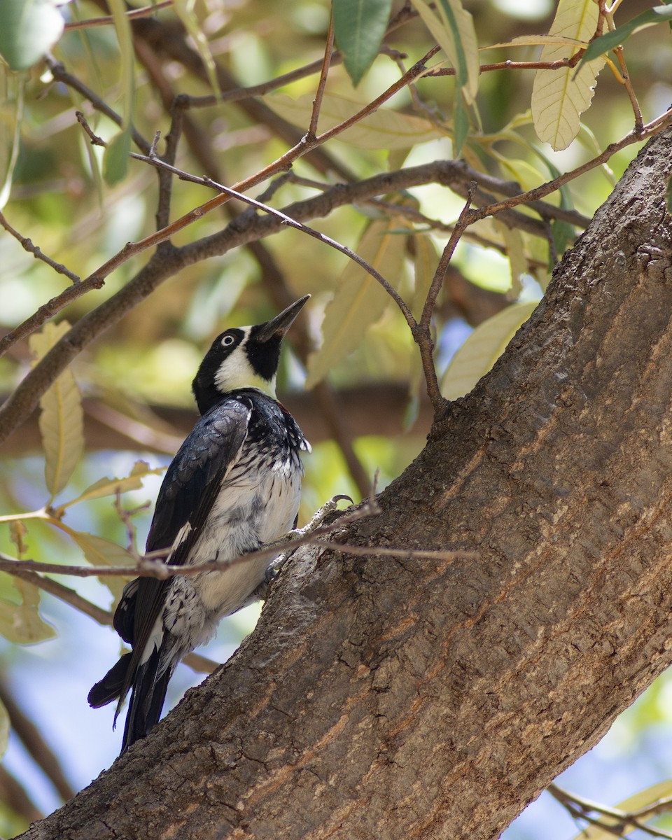 Acorn Woodpecker - ML596957421