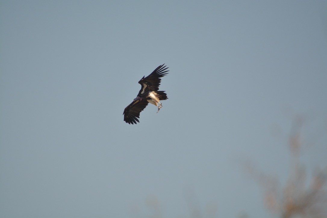 Lappet-faced Vulture - ML596957951