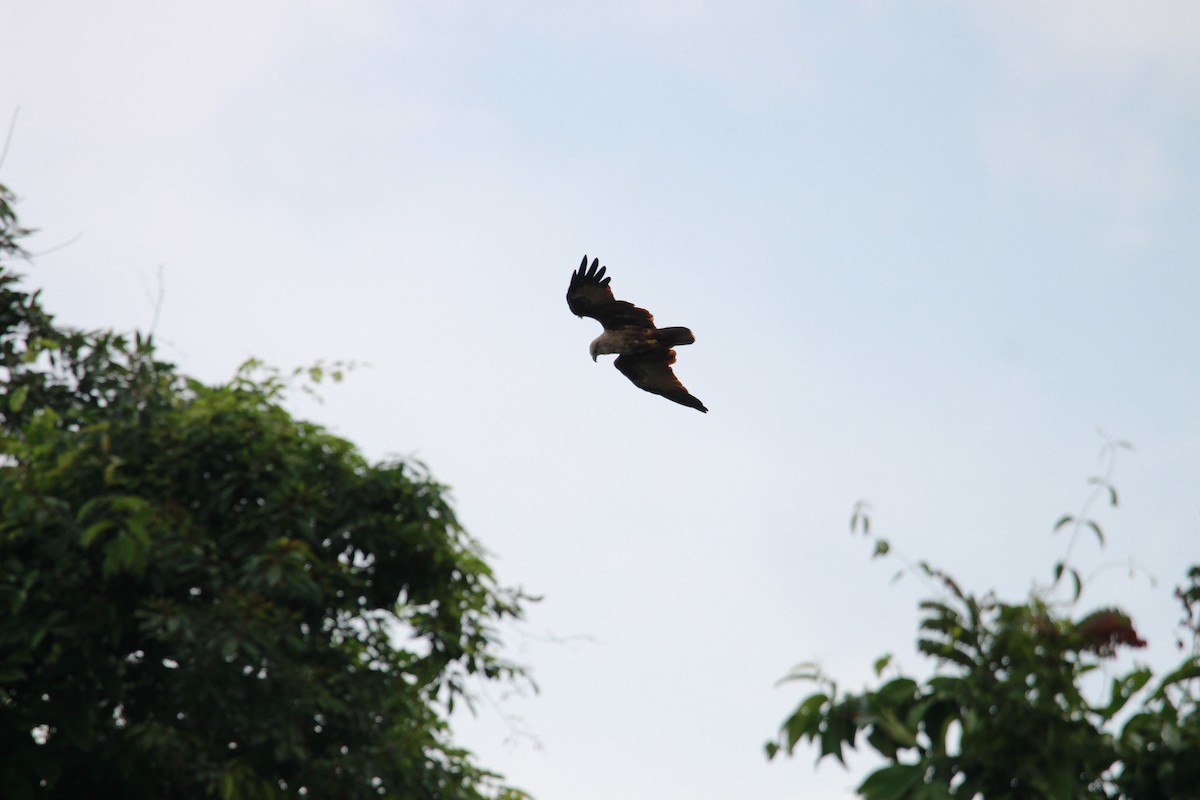 Brahminy Kite - Buchanan Birdwatcher