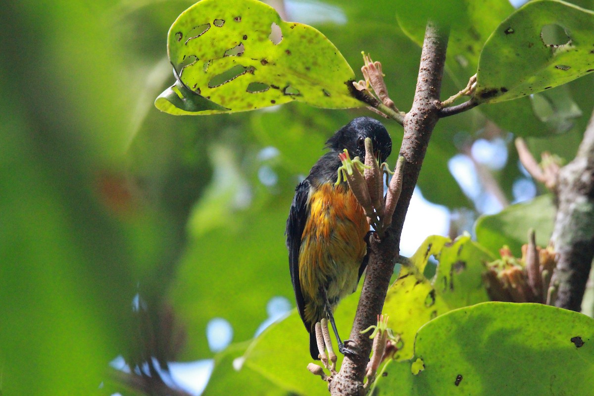 Orange-bellied Flowerpecker - ML596959141