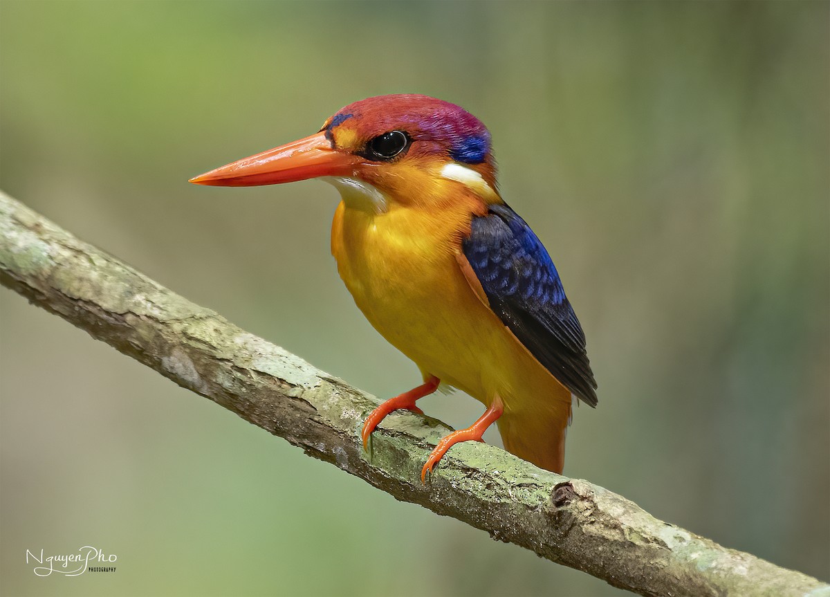 Black-backed Dwarf-Kingfisher - Nguyen Pho