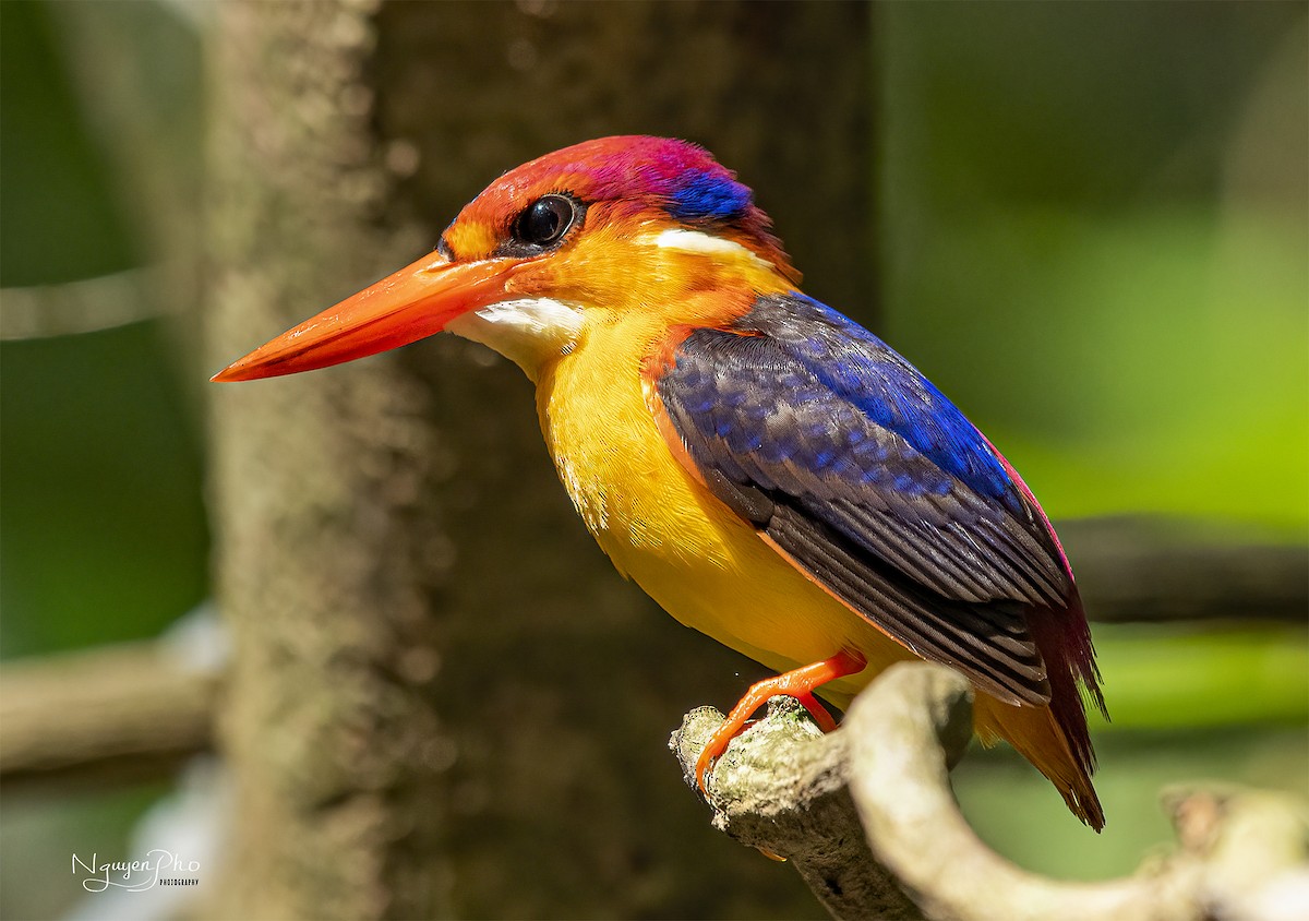 Black-backed Dwarf-Kingfisher - Nguyen Pho