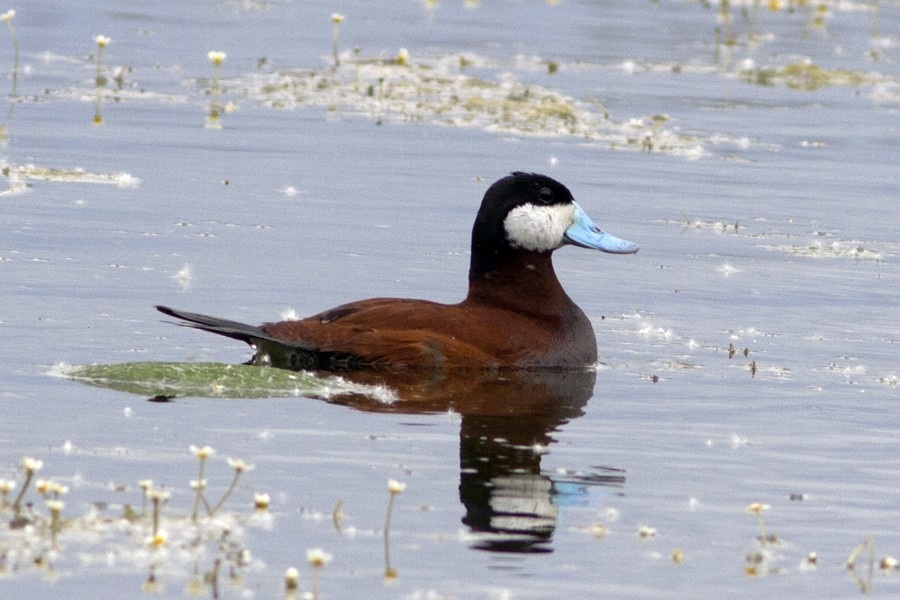 Ruddy Duck - ML59696101