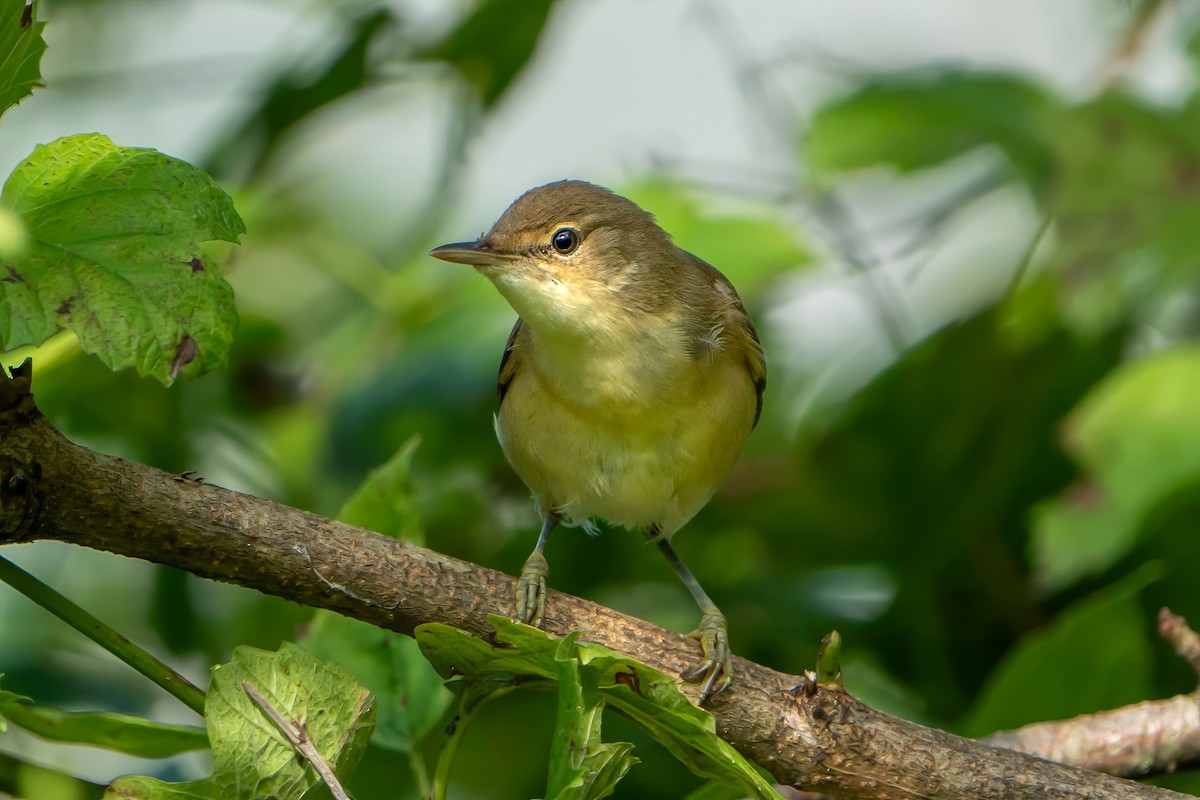 Common Reed Warbler - ML596961311