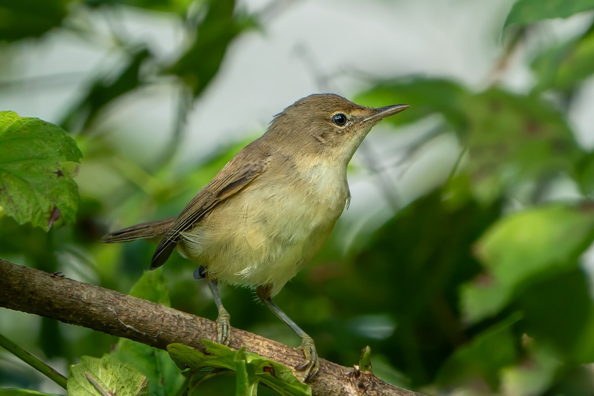 Common Reed Warbler - ML596961561