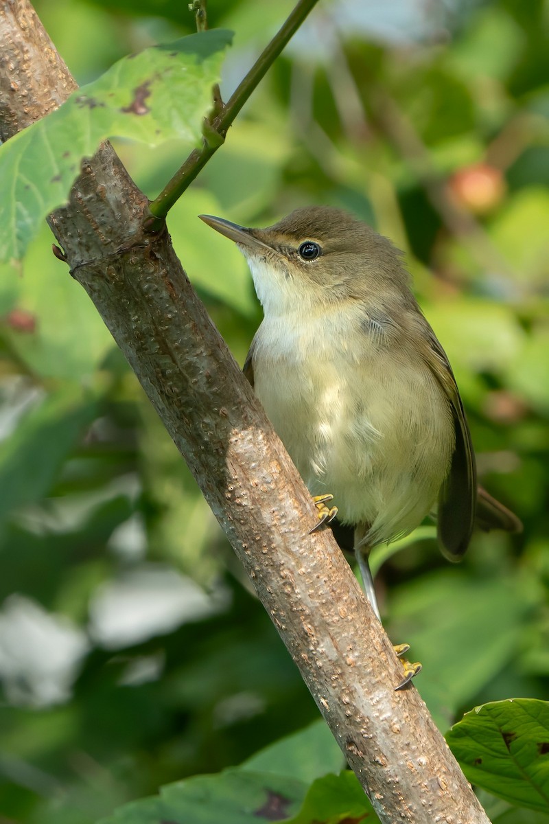 Common Reed Warbler - ML596962441